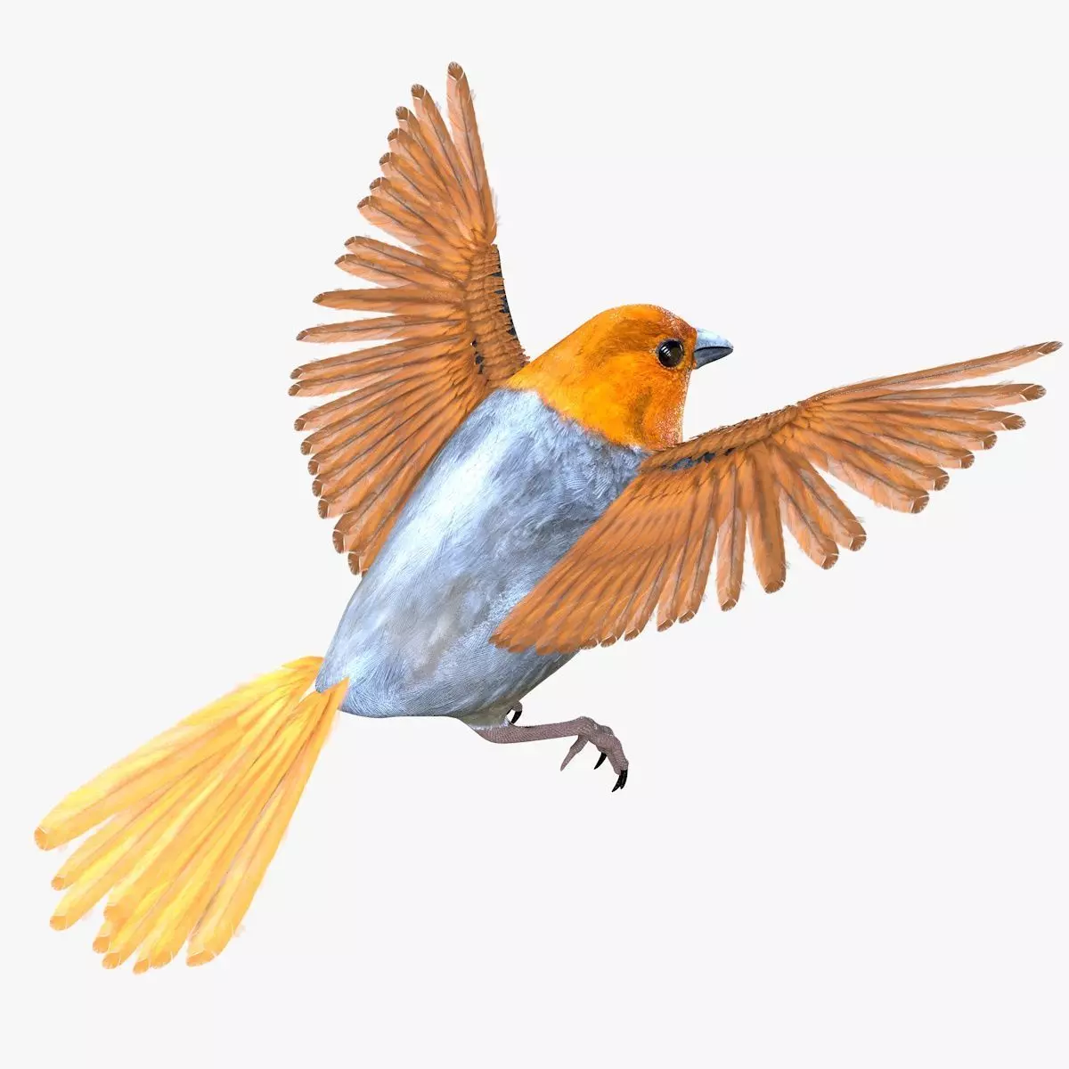 Finch bird rigged 3d model Low-poly 3D model_2