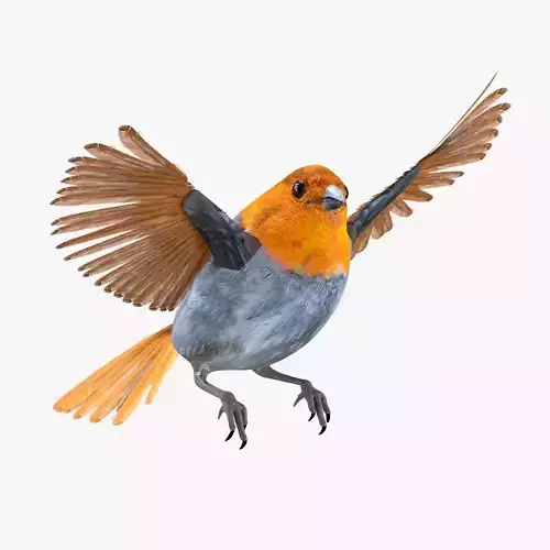 Finch bird rigged 3d model Low-poly 3D model