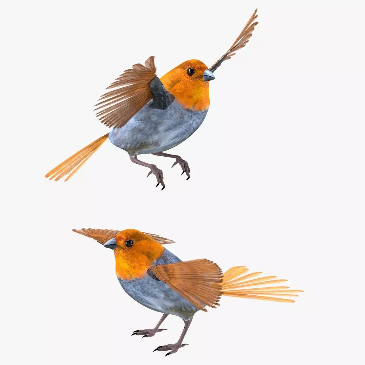 Finch bird rigged 3d model Low-poly 3D model_1