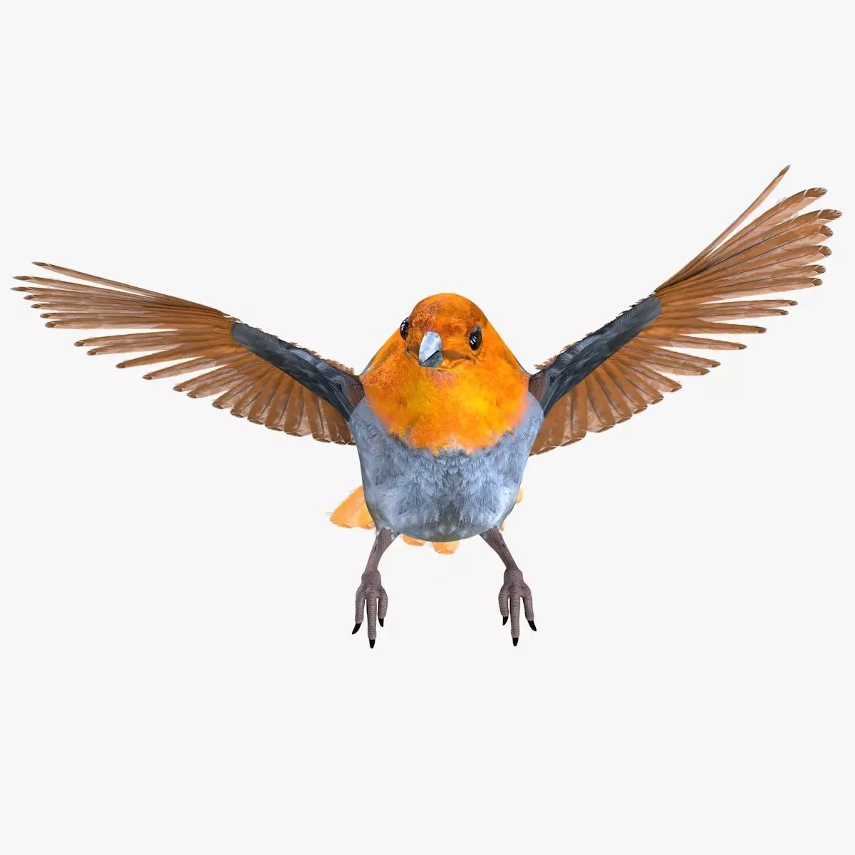 Finch bird rigged 3d model Low-poly 3D model_4