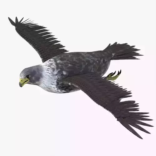 Falcon bird rigged 3d model Low-poly 3D model
