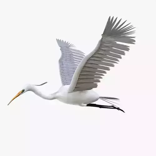 Egret bird rigged 3d model Low-poly 3D model