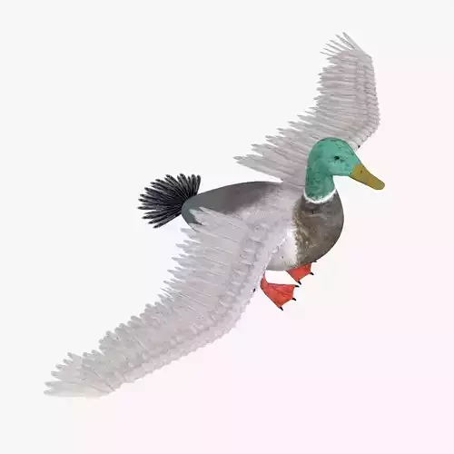 Duck bird rigged 3d model Low-poly 3D model