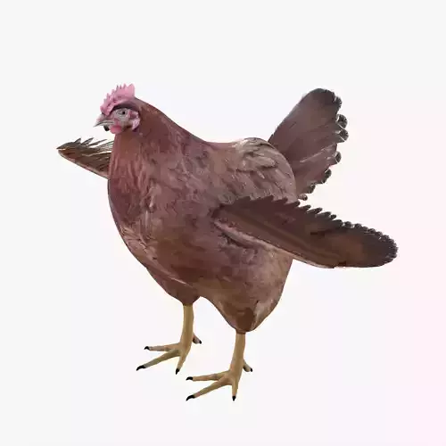 Chicken bird rigged 3d model Low-poly 3D model