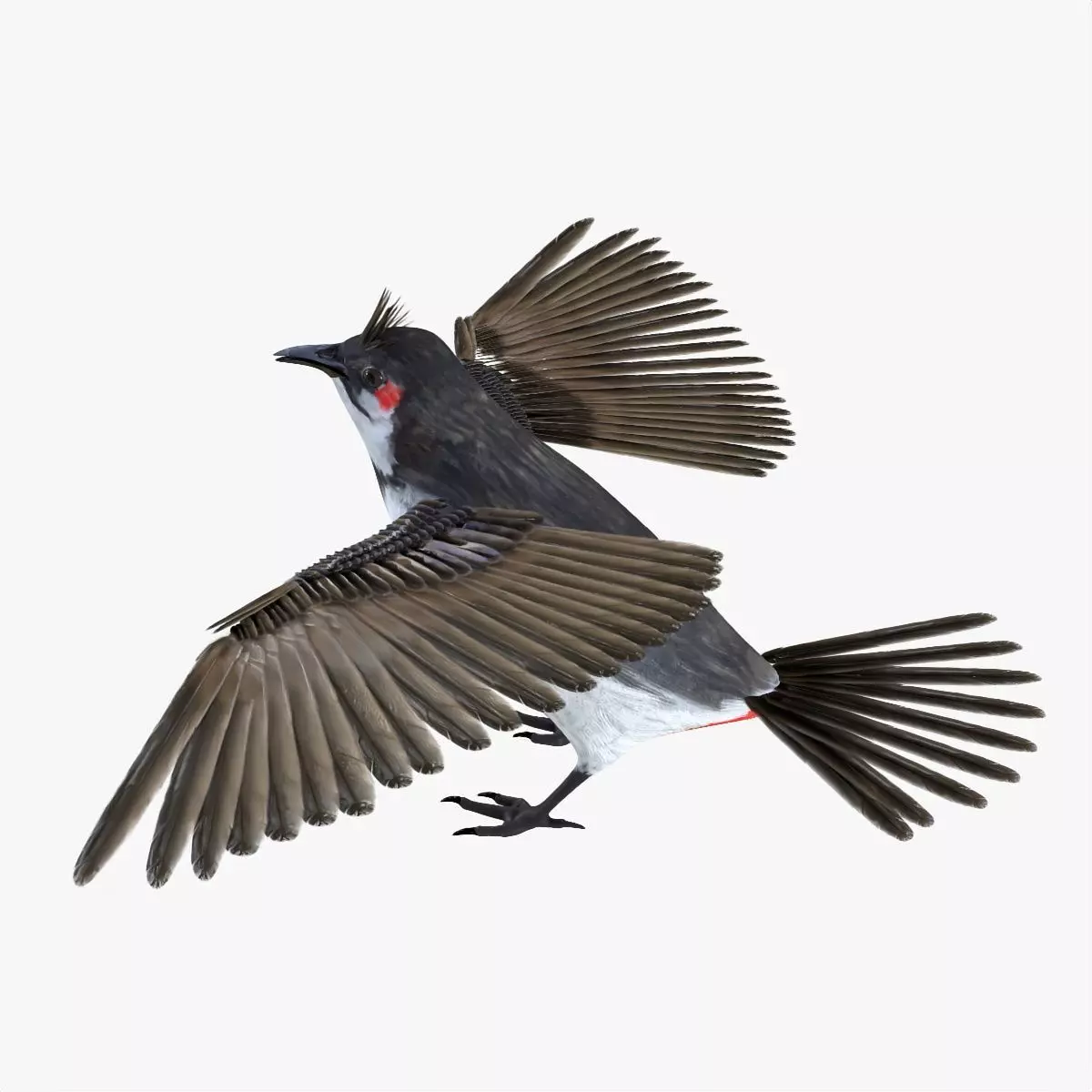 Bulbul bird rigged 3d model Low-poly 3D model_4