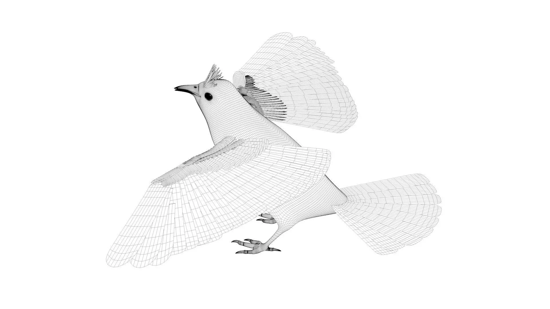 Bulbul bird rigged 3d model Low-poly 3D model_5