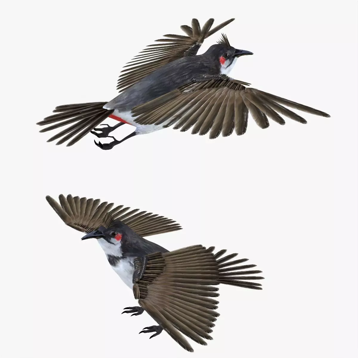 Bulbul bird rigged 3d model Low-poly 3D model_1