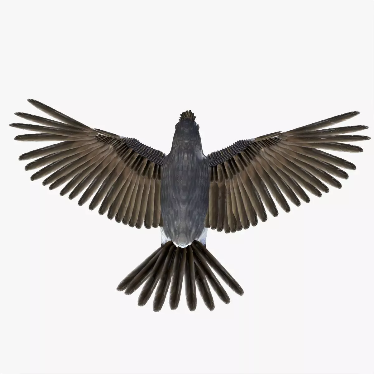 Bulbul bird rigged 3d model Low-poly 3D model_3