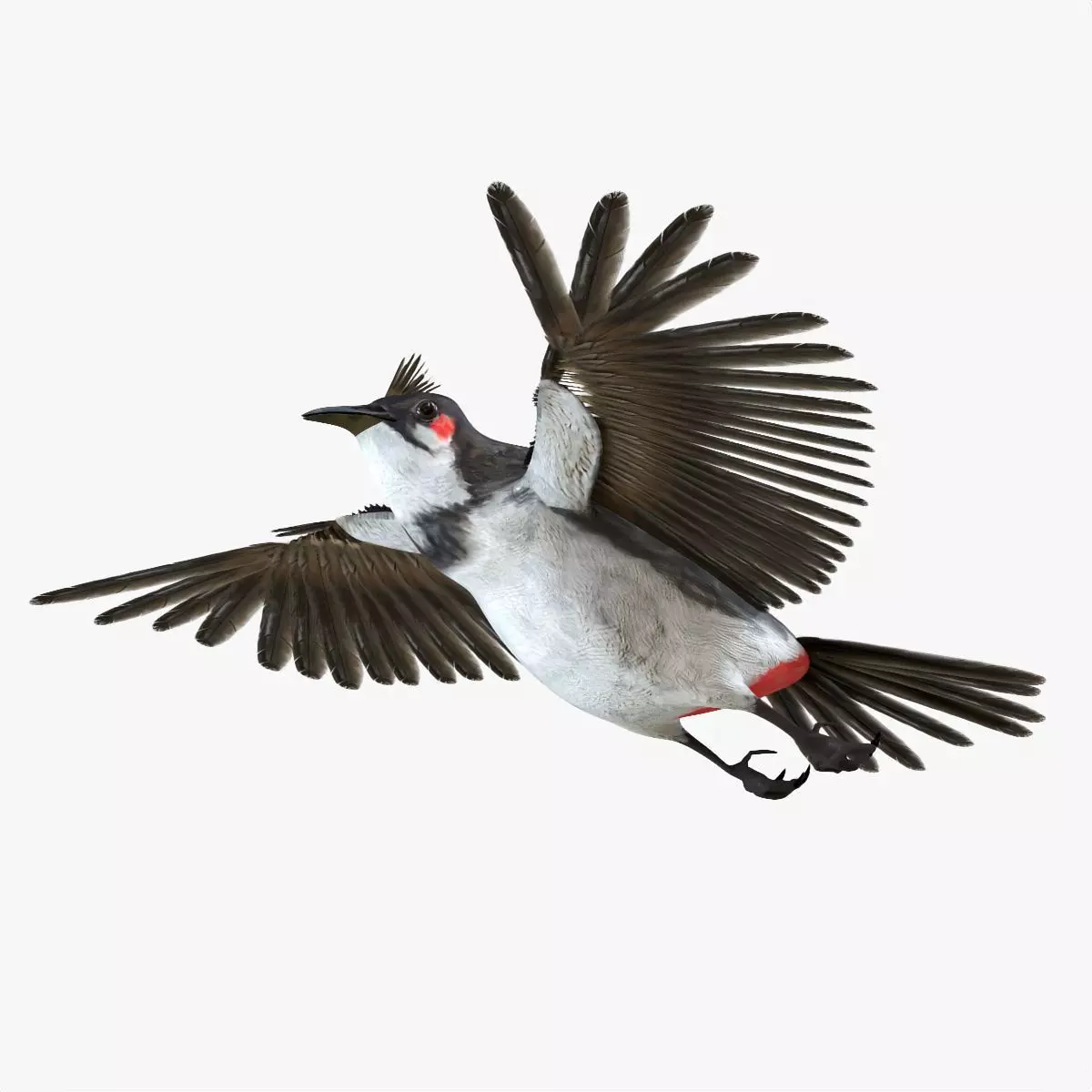 Bulbul bird rigged 3d model Low-poly 3D model_0