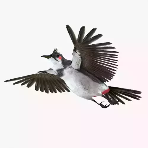 Bulbul bird rigged 3d model Low-poly 3D model