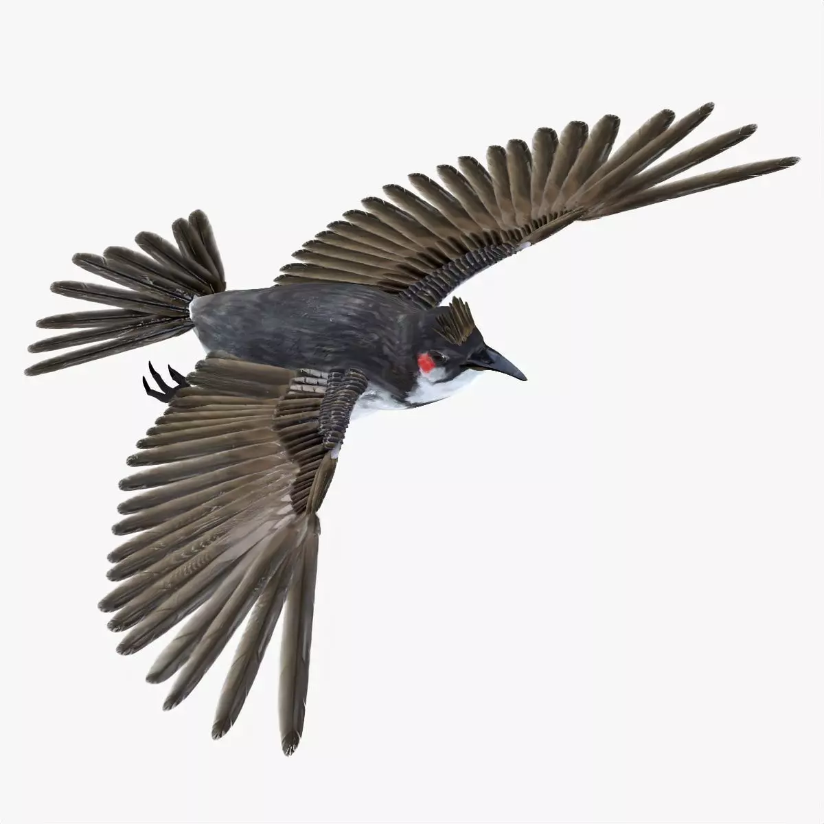 Bulbul bird rigged 3d model Low-poly 3D model_2
