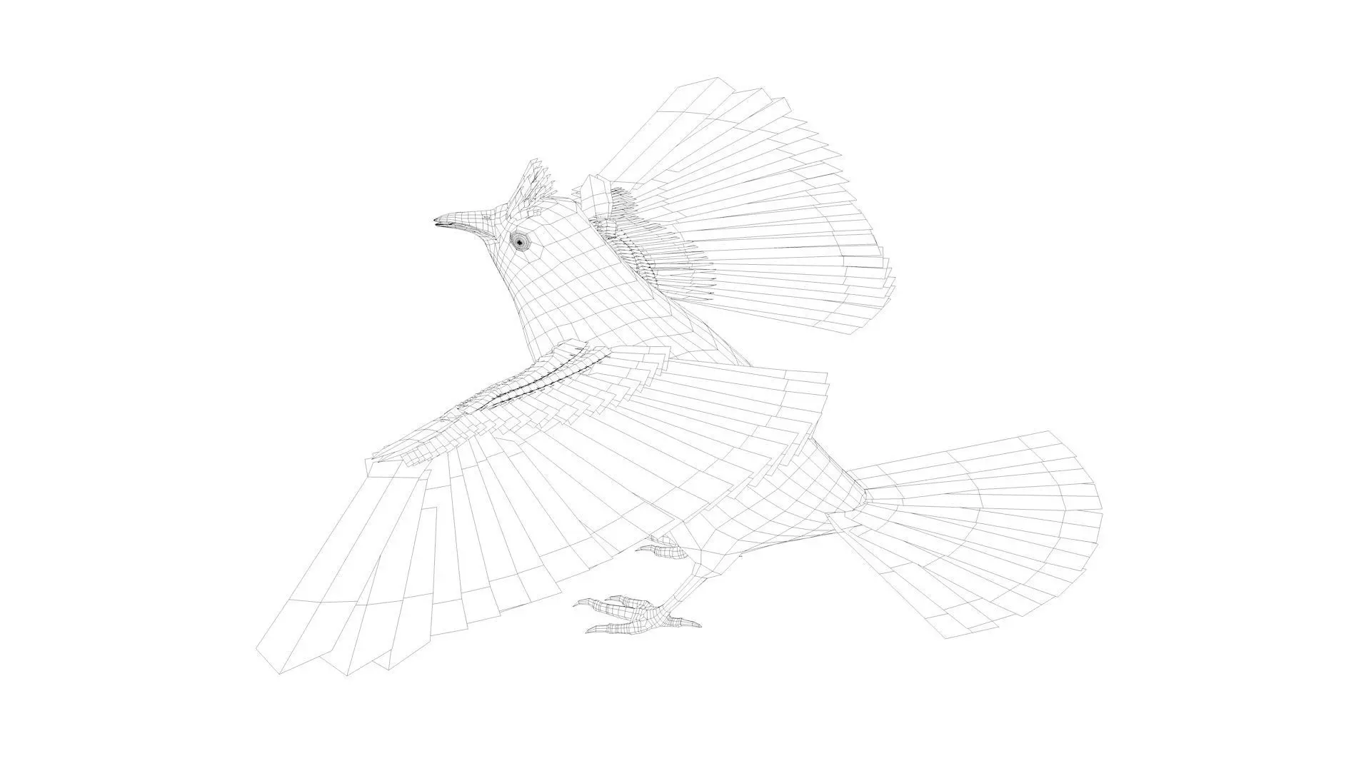 Bulbul bird rigged 3d model Low-poly 3D model_6