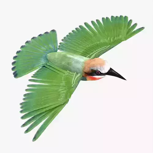 Bee Eater bird rigged 3d model Low-poly 3D model