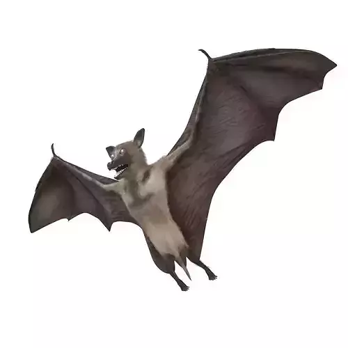 Bat bird rigged 3d model Low-poly 3D model