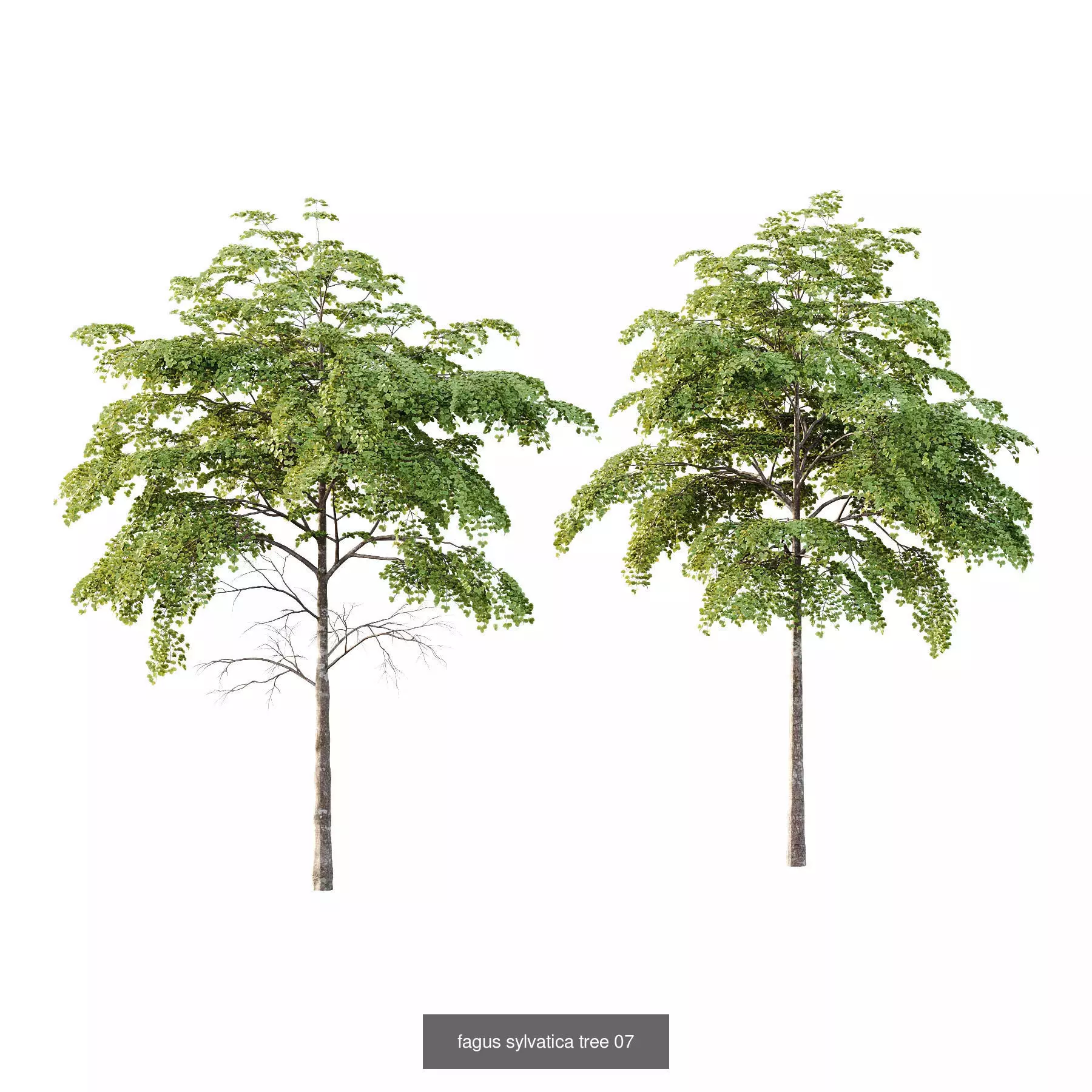 Excellent collection of Tree plants 11 Different Models 006 _2