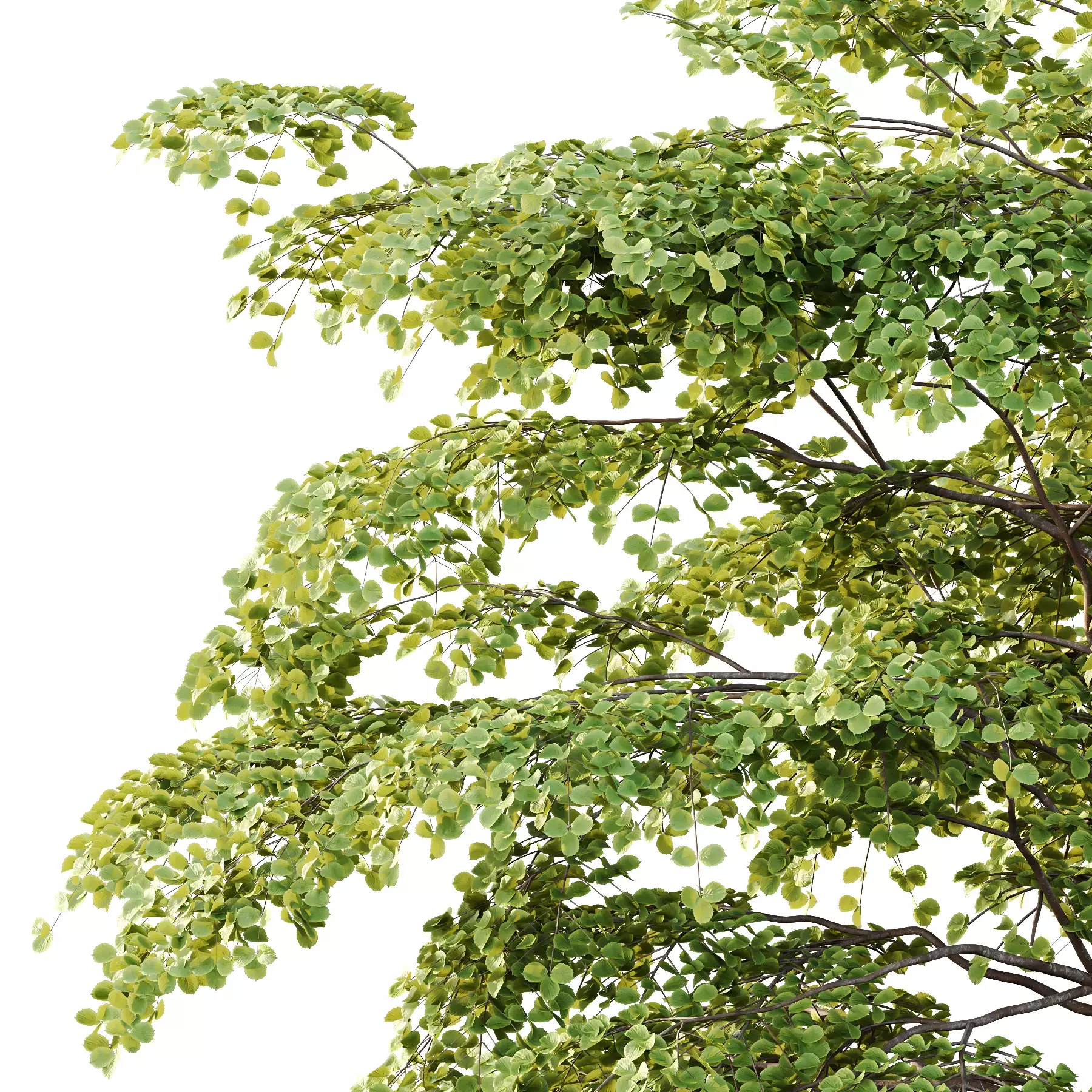 Excellent collection of Tree plants 11 Different Models 006 _15