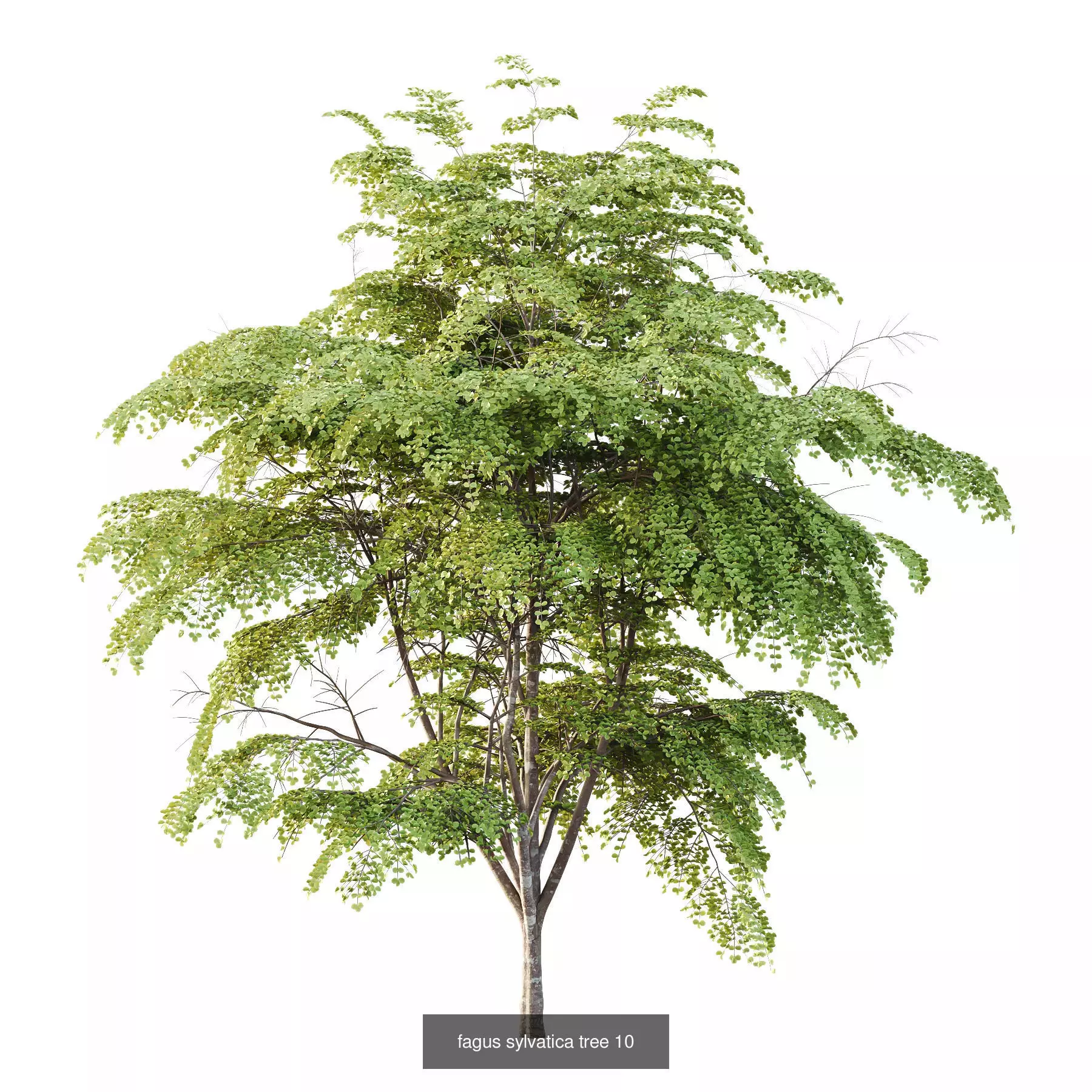 Excellent collection of Tree plants 11 Different Models 006 _5