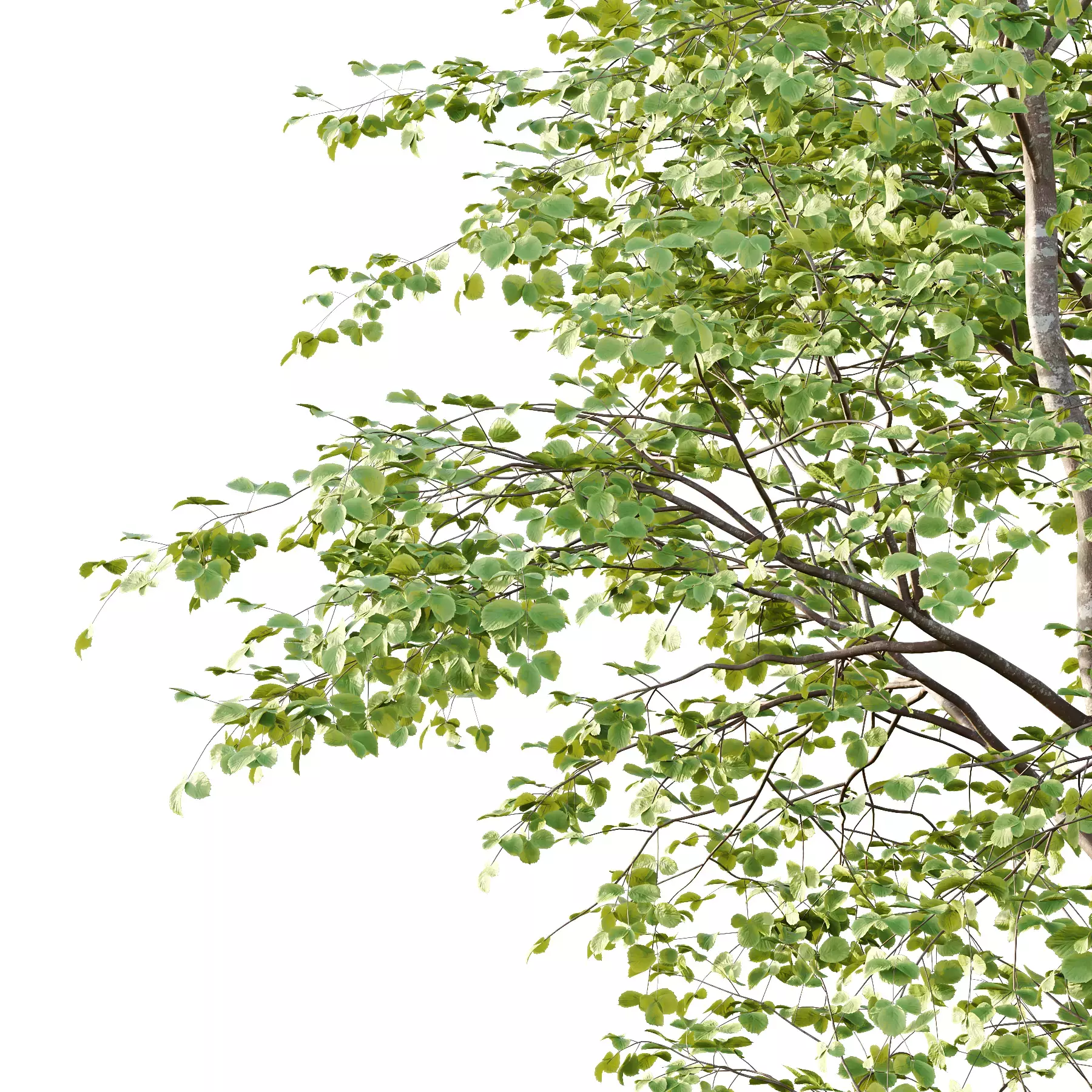 Excellent collection of Tree plants 11 Different Models 006 _14