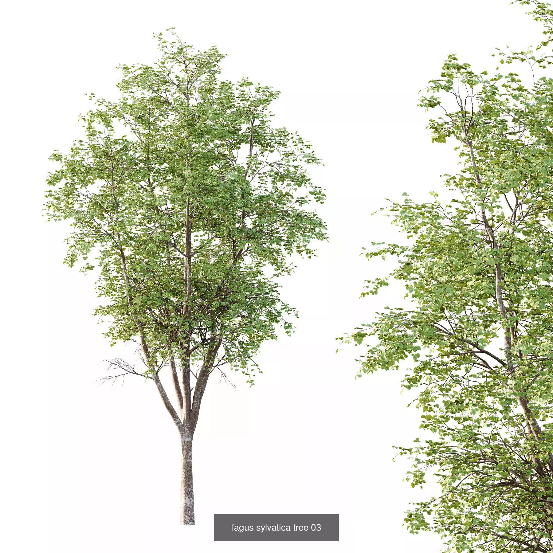 Excellent collection of Tree plants 11 Different Models 006 _3