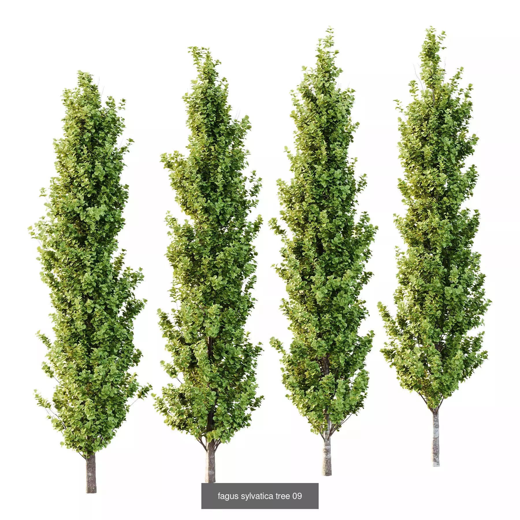 Excellent collection of Tree plants 11 Different Models 006 _4