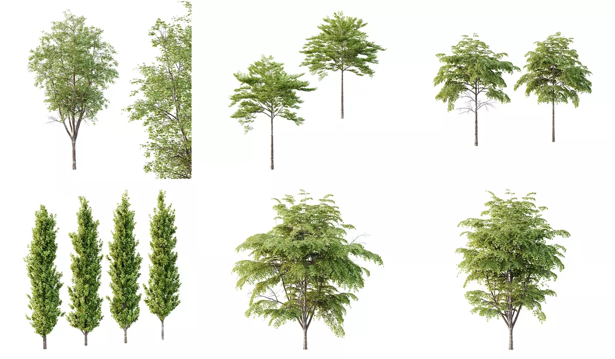 Excellent collection of Tree plants 11 Different Models 006 _0