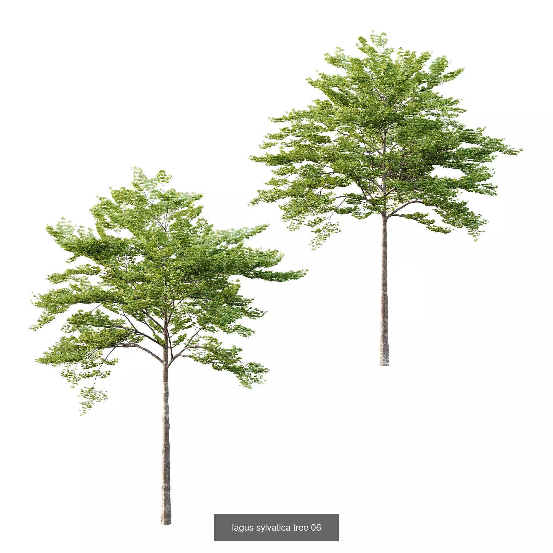 Excellent collection of Tree plants 11 Different Models 006 _1