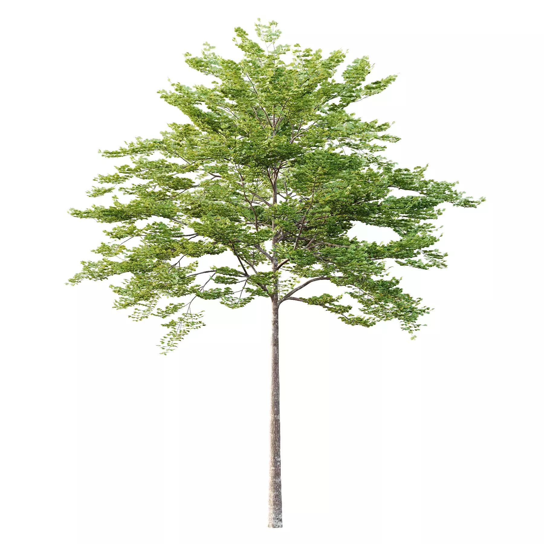Excellent collection of Tree plants 11 Different Models 006 _11