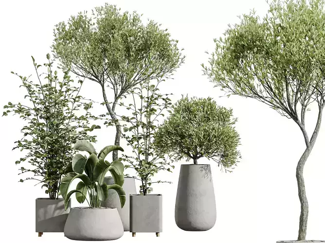 AV Indoor Plants Set 325 Alnus Glutinosa Olive Banana