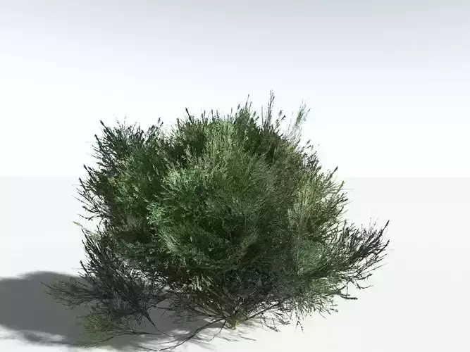 EVERYPlant Green Rabbitbrush LowPoly -18 Models- Low-poly 3D model