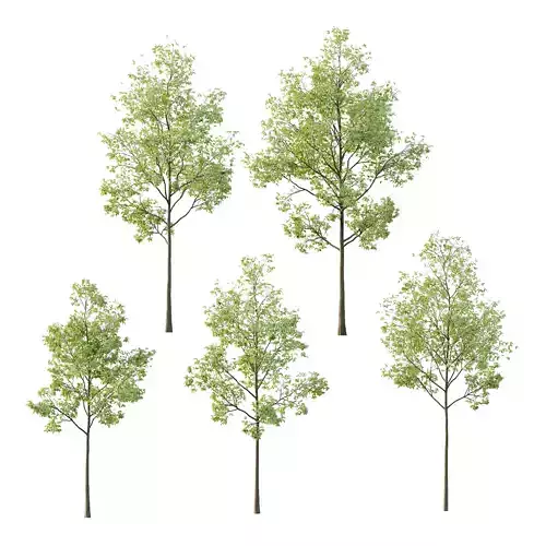 Celtis australis Tree 02