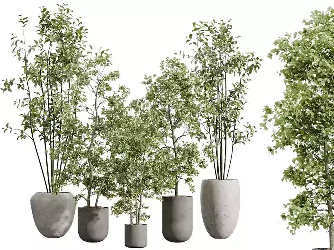 AV Indoor Plants Set 326 Olive Eucalyptus and Mission Olive