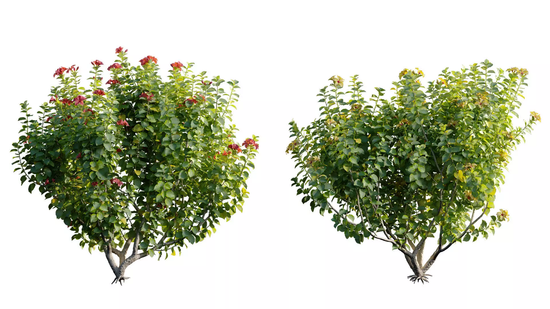 Hibiscus fragilis - Mandrinette 3D model_6