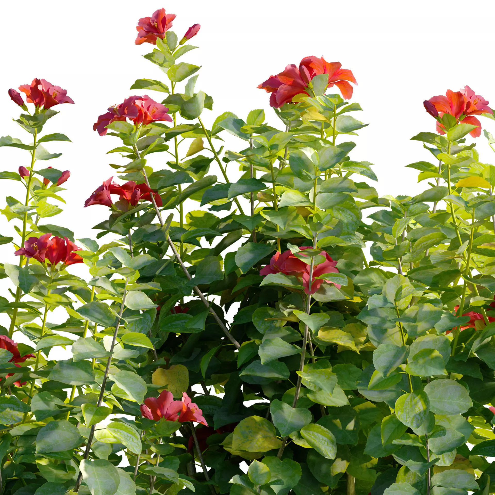 Hibiscus fragilis - Mandrinette 3D model_1