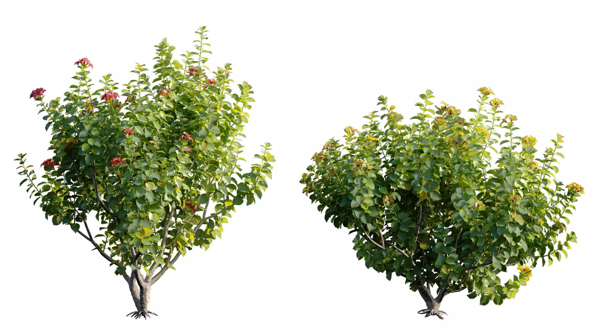 Hibiscus fragilis - Mandrinette 3D model_5