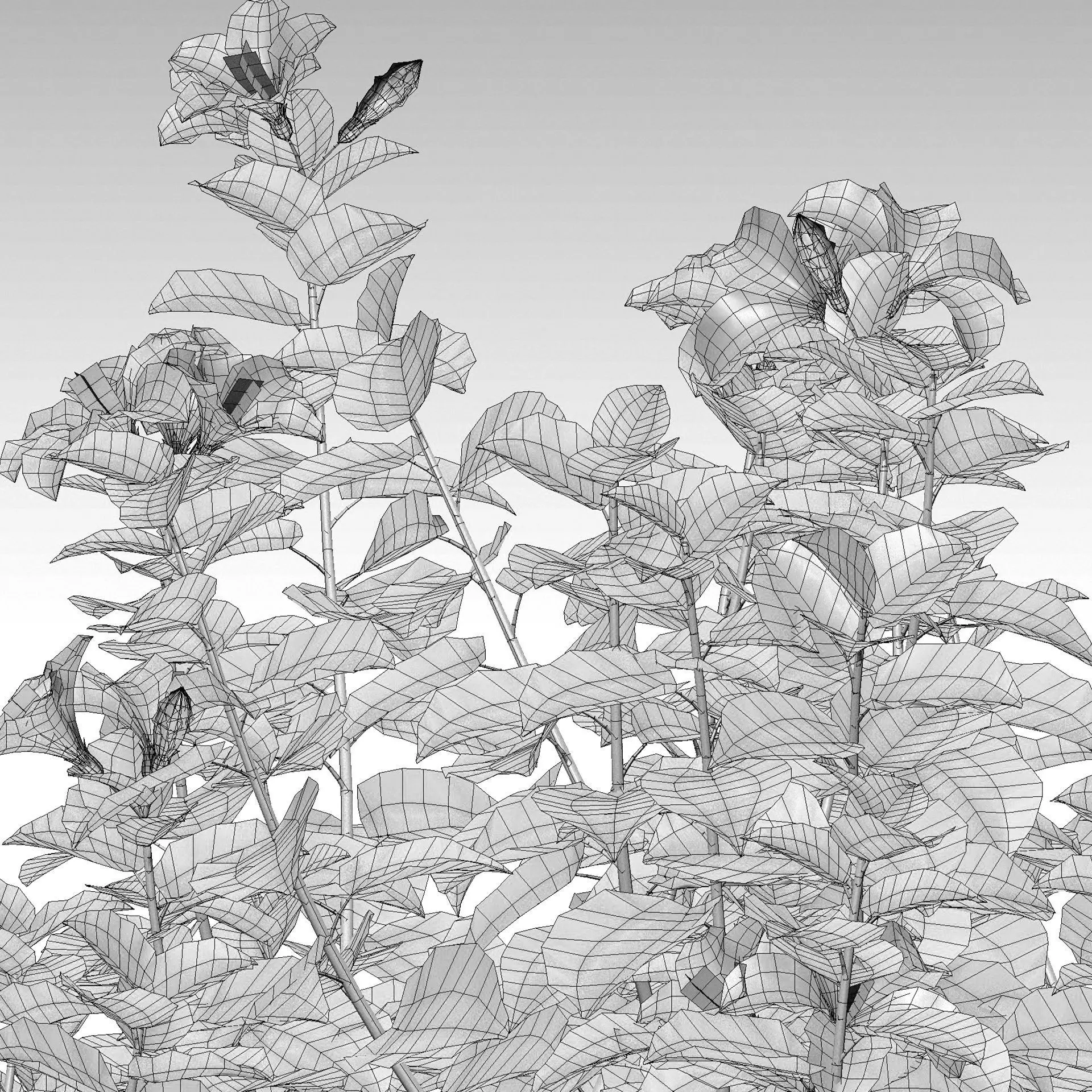 Hibiscus fragilis - Mandrinette 3D model_3