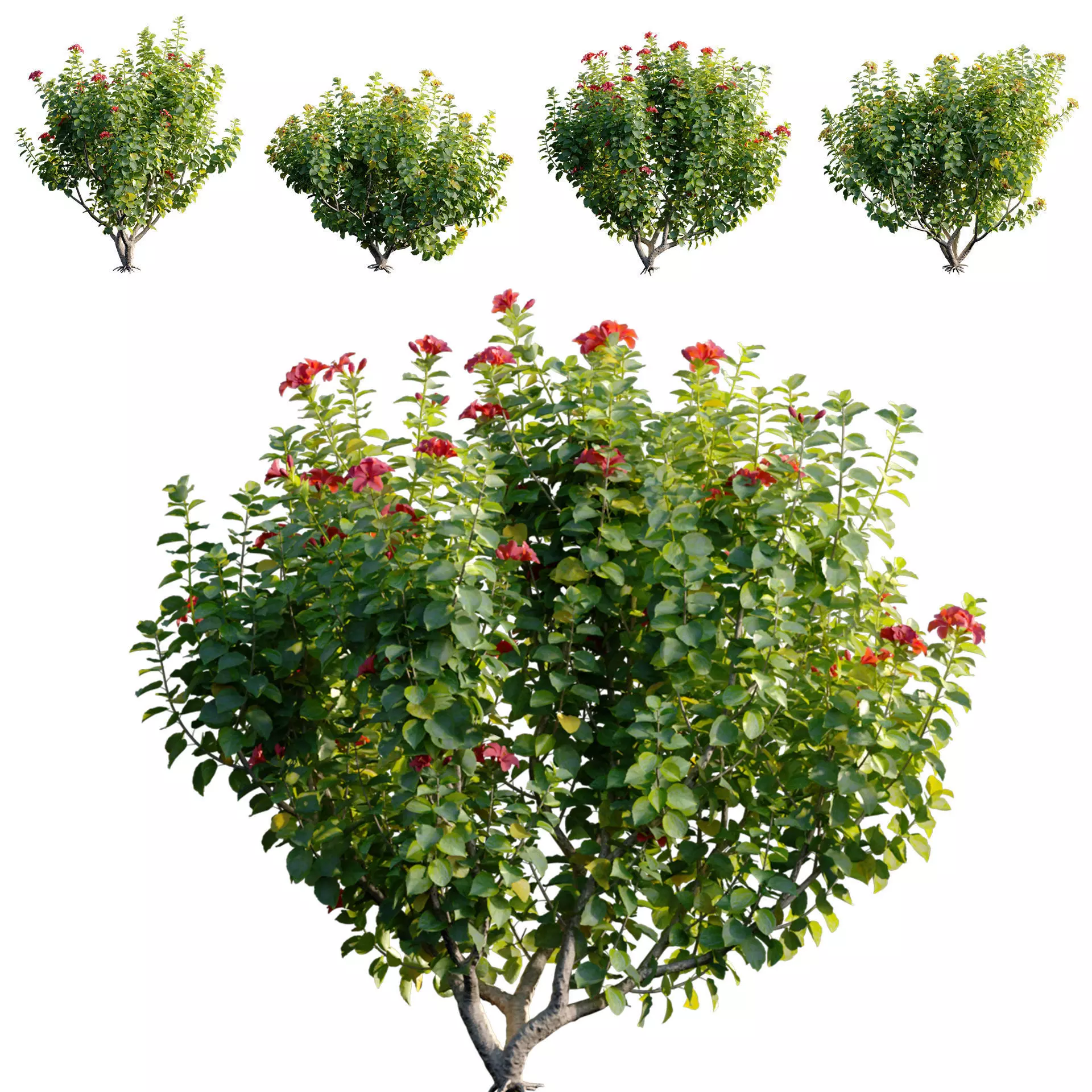 Hibiscus fragilis - Mandrinette 3D model_0