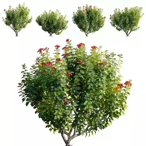 Hibiscus fragilis - Mandrinette