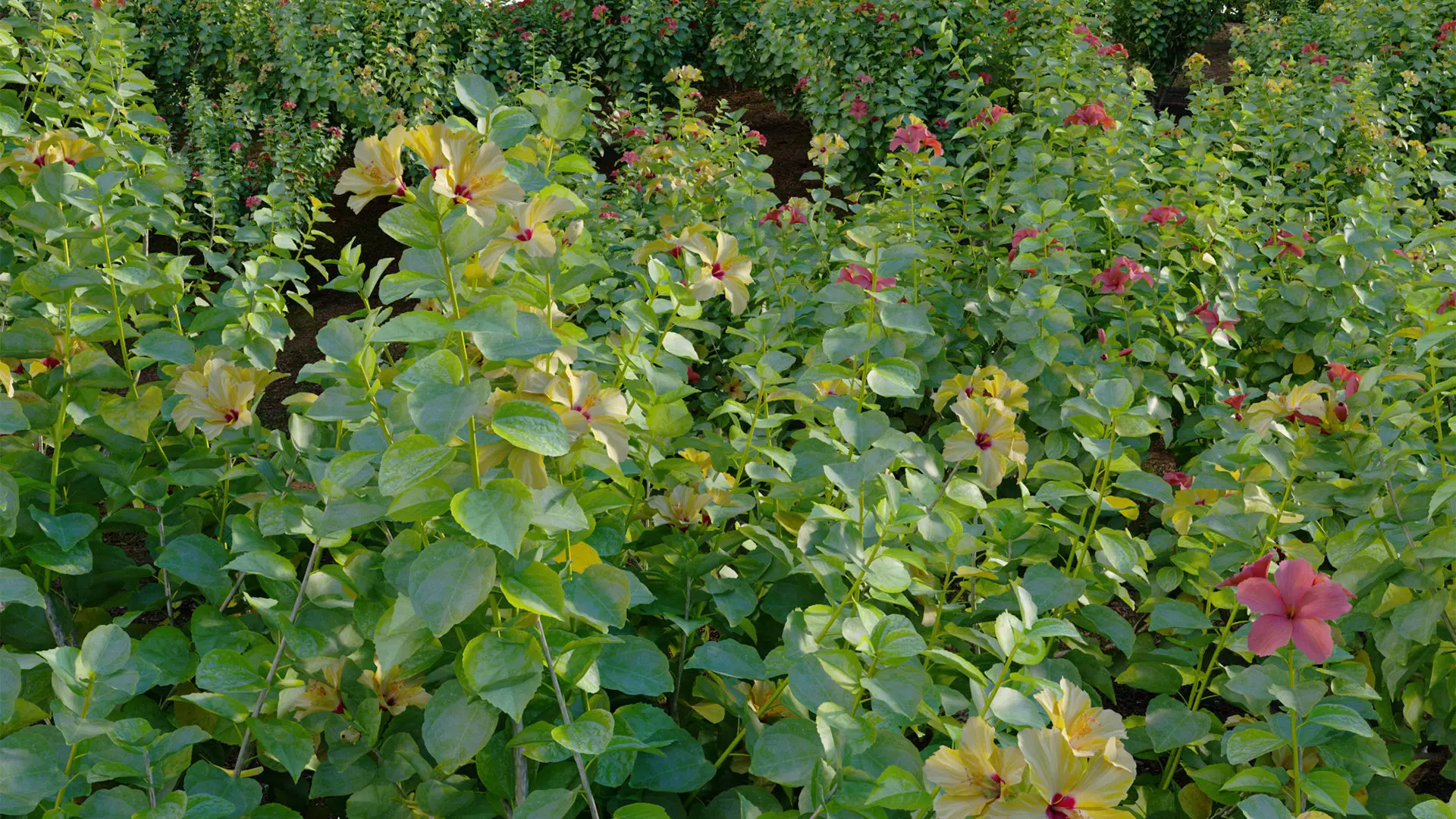 Hibiscus fragilis - Mandrinette 3D model_8