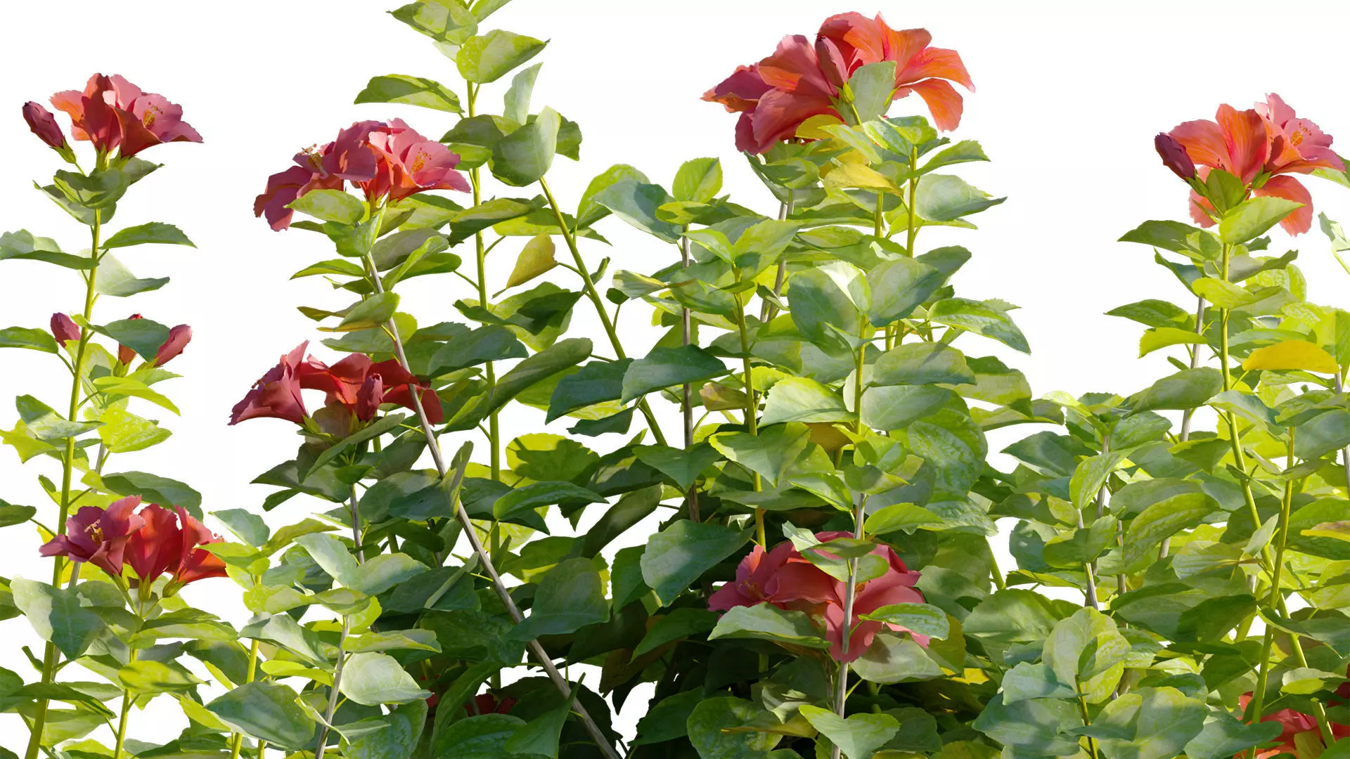 Hibiscus fragilis - Mandrinette 3D model_7