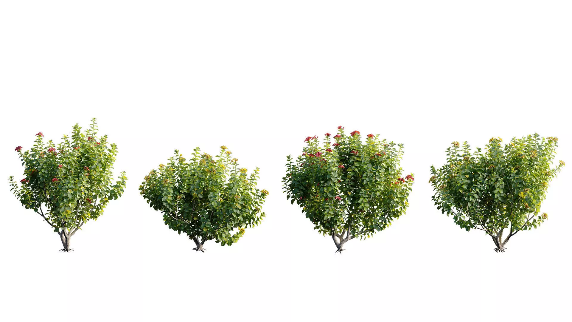 Hibiscus fragilis - Mandrinette 3D model_4