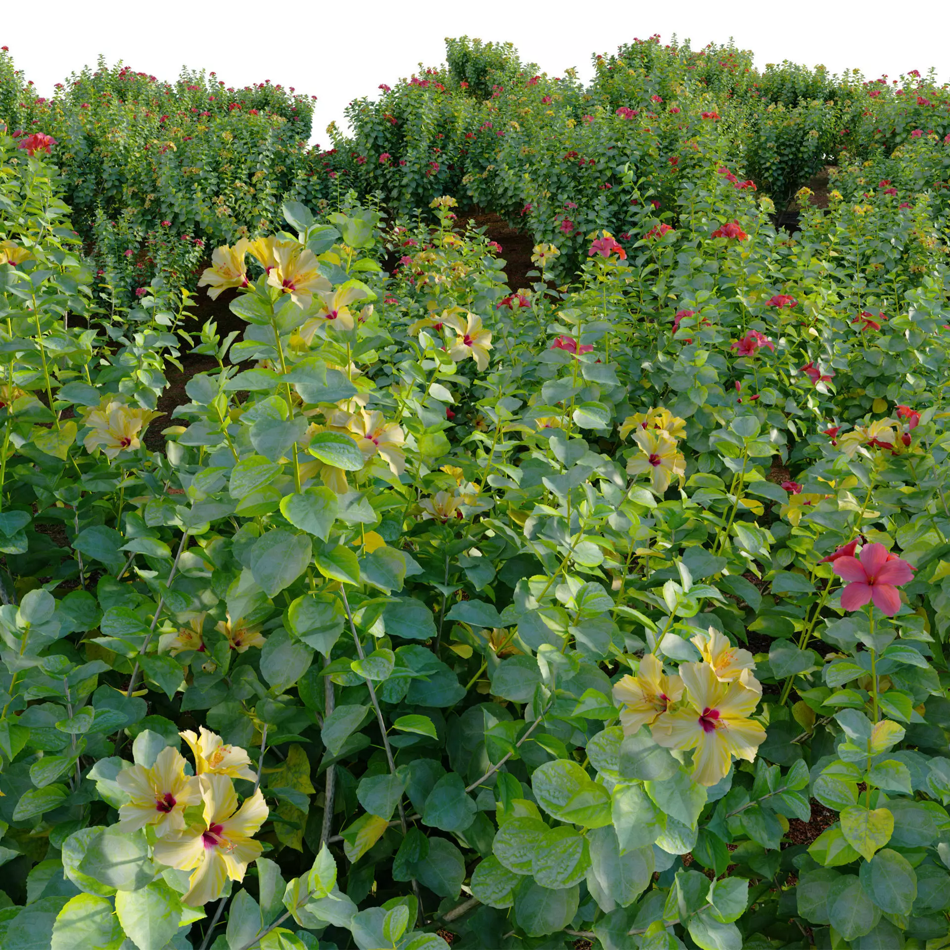 Hibiscus fragilis - Mandrinette 3D model_2