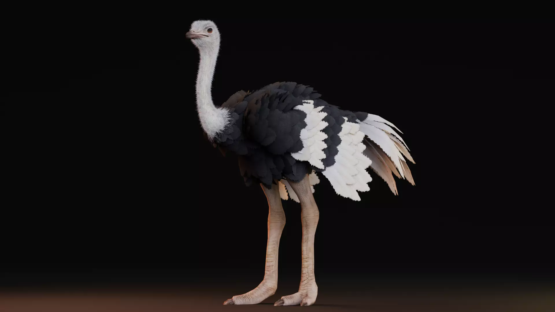 Realistic Animals Savannah - Ostrich Low-poly 3D model_1