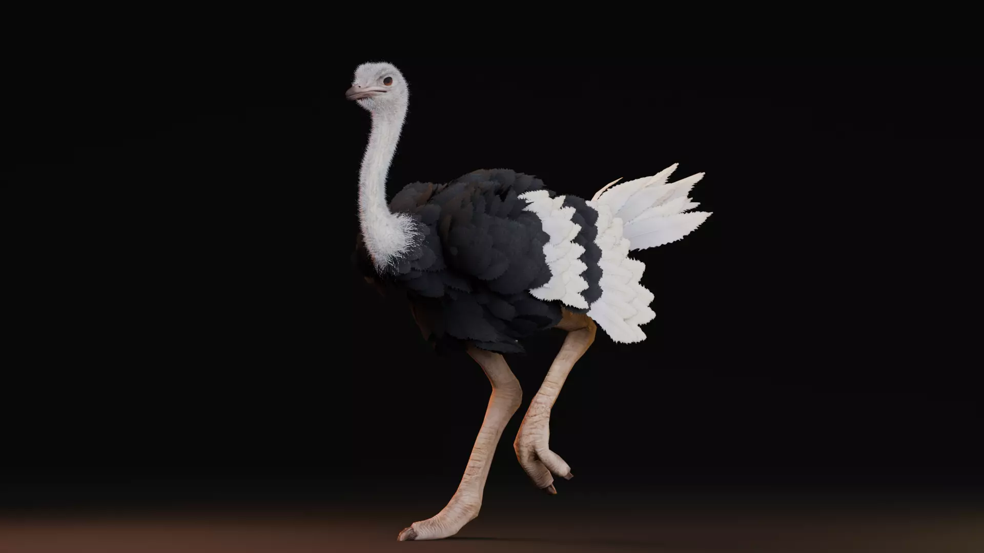 Realistic Animals Savannah - Ostrich Low-poly 3D model_2