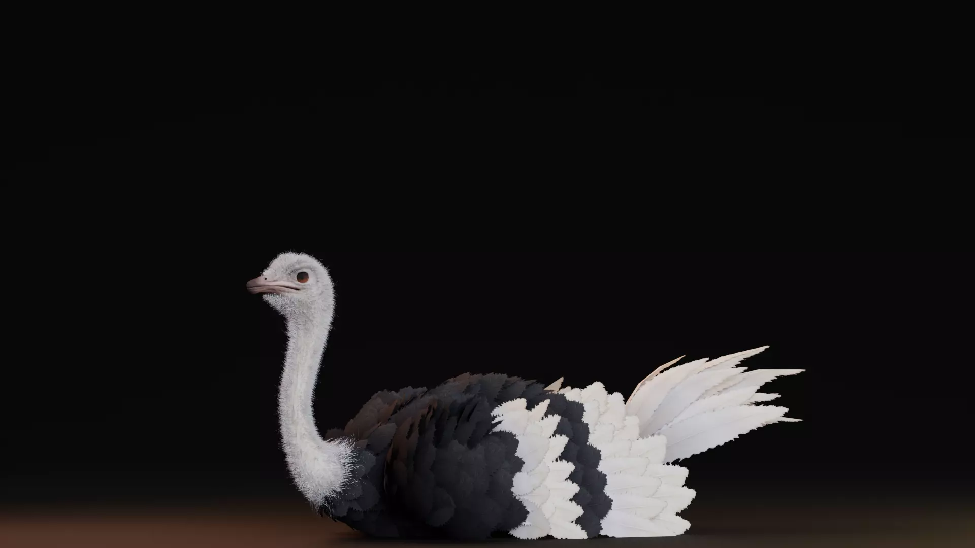 Realistic Animals Savannah - Ostrich Low-poly 3D model_5