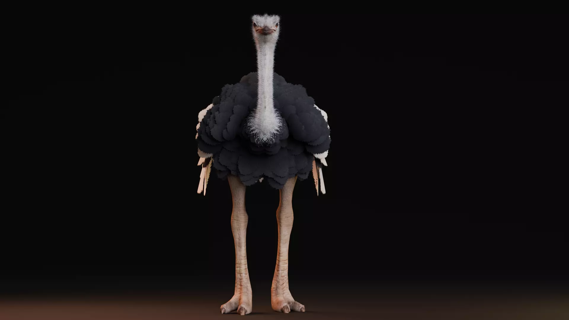 Realistic Animals Savannah - Ostrich Low-poly 3D model_4