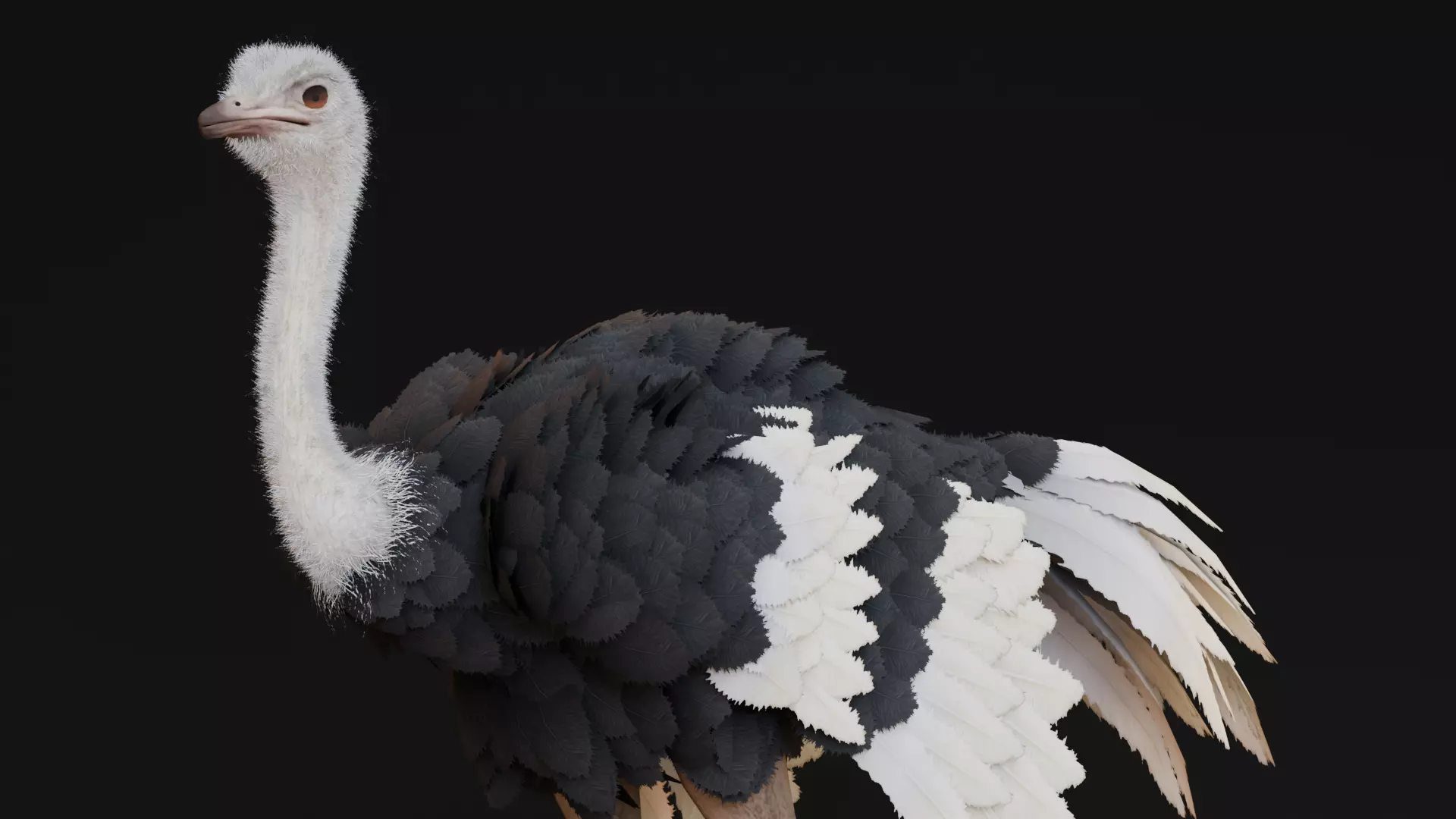 Realistic Animals Savannah - Ostrich Low-poly 3D model_0