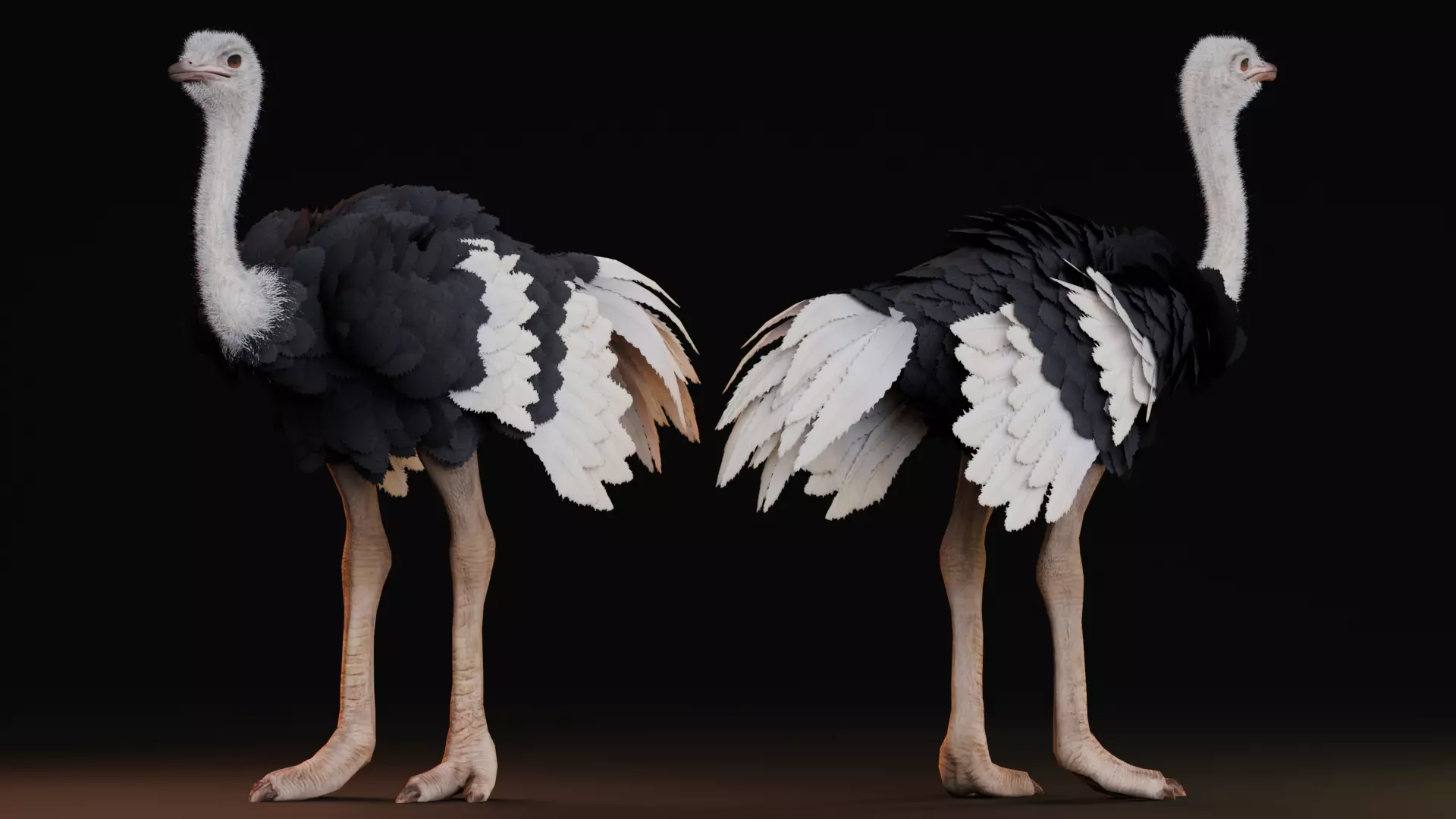 Realistic Animals Savannah - Ostrich Low-poly 3D model_6