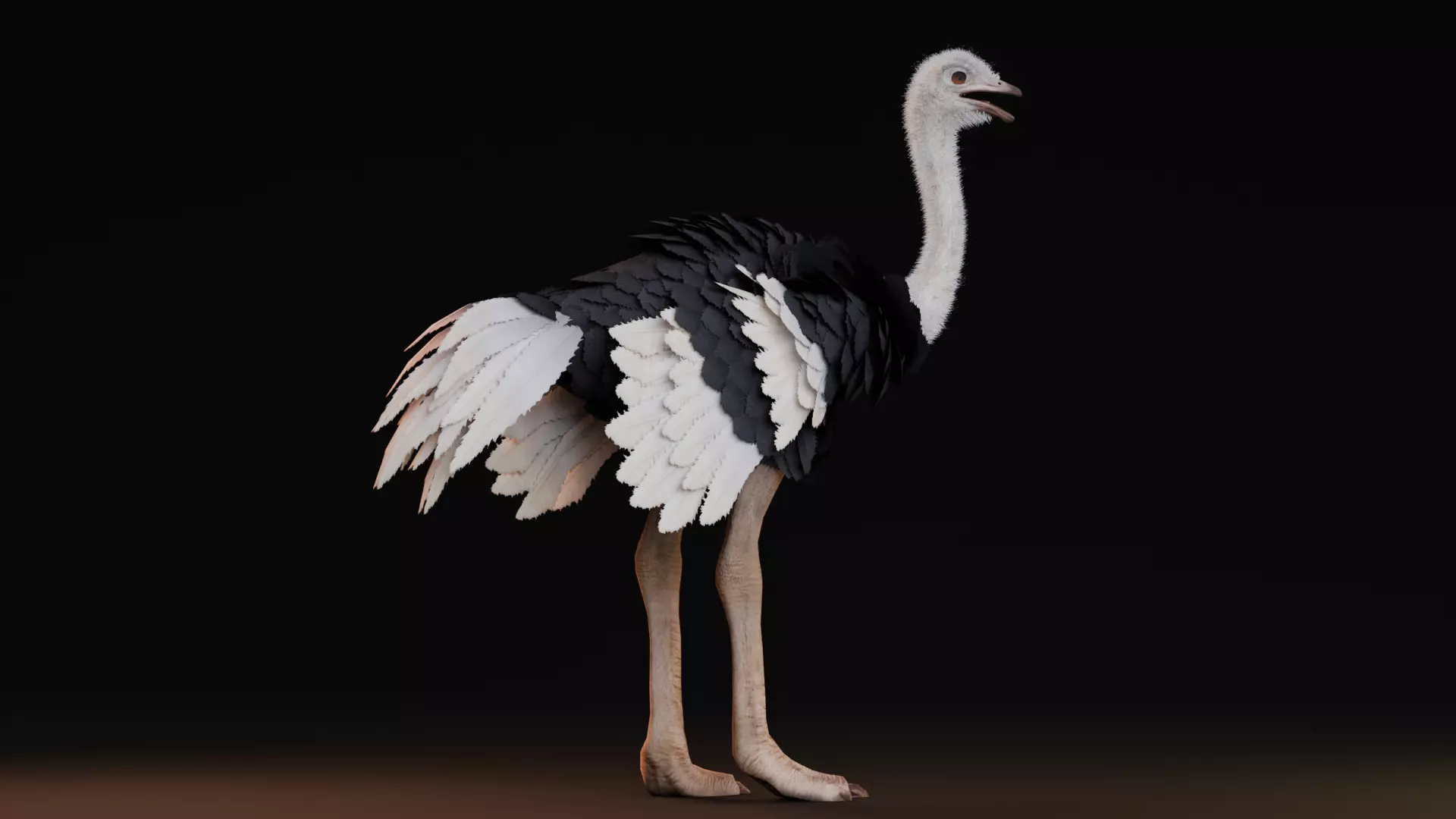 Realistic Animals Savannah - Ostrich Low-poly 3D model_3