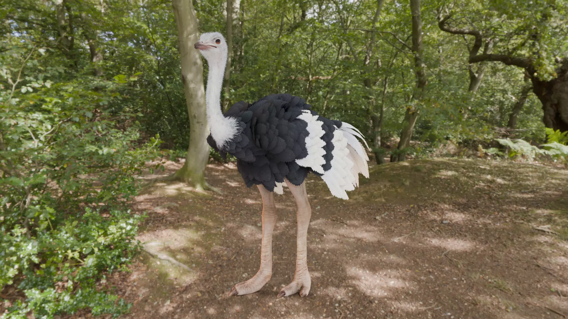 Realistic Animals Savannah - Ostrich Low-poly 3D model_8