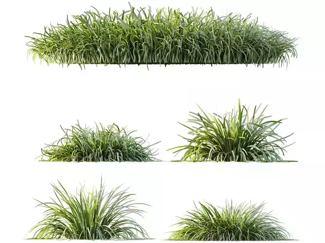 AV 10 different Acorus Gramineus Pusillus Ogon Grasses